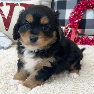 Aussalier Puppy Miles