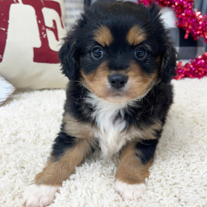 Aussalier Puppy Miles
