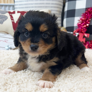 Aussalier Puppy Miles