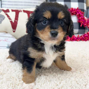 Aussalier Puppy Miles