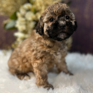 Shihpoo Puppy Lilly