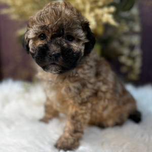 Shihpoo Puppy Lilly