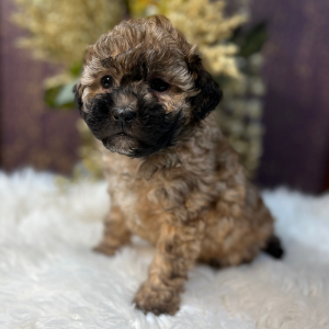 Shihpoo Puppy Lilly