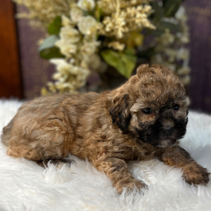 Shihpoo Puppy Lilly