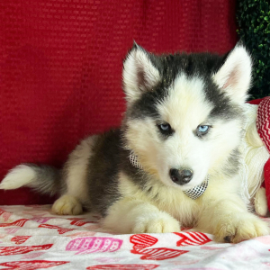 Siberian Husky Puppy Kyle