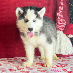 Siberian Husky Puppy Kyle