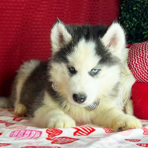 Siberian Husky Puppy Kyle