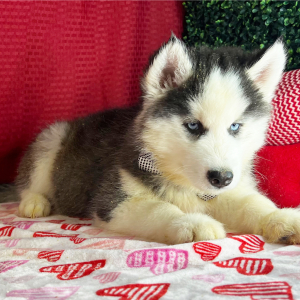 Siberian Husky Puppy Kyle