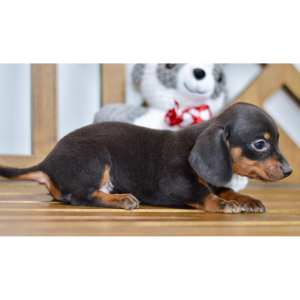 Dachshund Puppy Braxton
