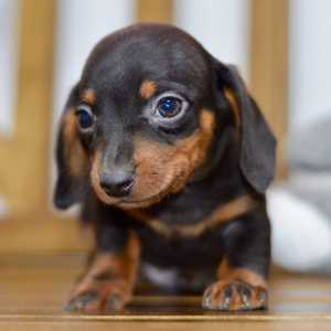Dachshund Puppy Braxton