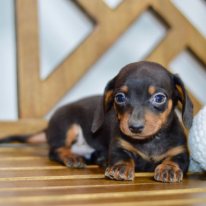 Dachshund Puppy Braxton