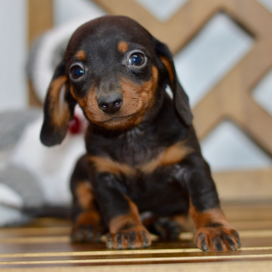 Dachshund Puppy Braxton