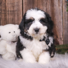 Aussiedoodle Puppy Knight
