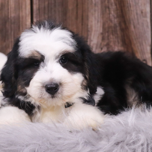 Aussiedoodle Puppy Knight