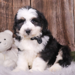 Aussiedoodle Puppy Knight