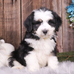 Aussiedoodle Puppy Knight