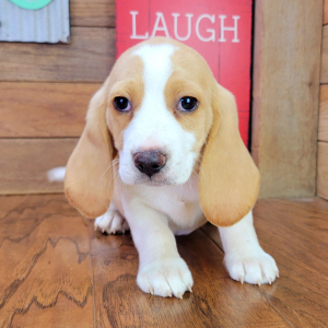Beagle Puppy Rusty