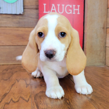 Beagle Puppy Rusty
