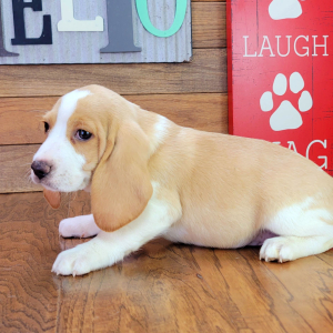 Beagle Puppy Rusty