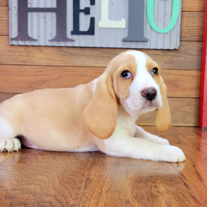 Beagle Puppy Rusty