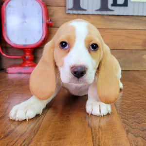 Beagle Puppy Rusty