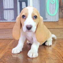 Beagle Puppy Rusty