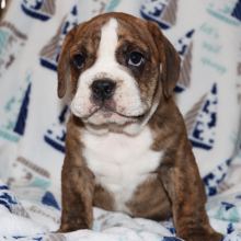 Beabull Puppy Asher