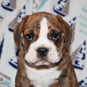Beabull Puppy Asher