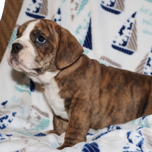 Beabull Puppy Asher