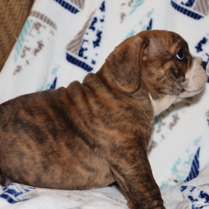 Beabull Puppy Asher