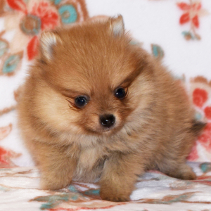 Pomeranian Puppy Crissy