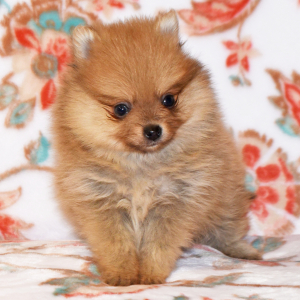 Pomeranian Puppy Crissy