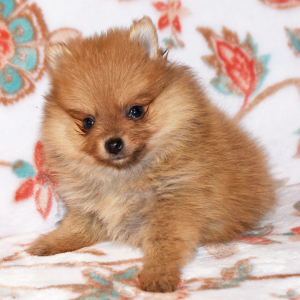 Pomeranian Puppy Crissy