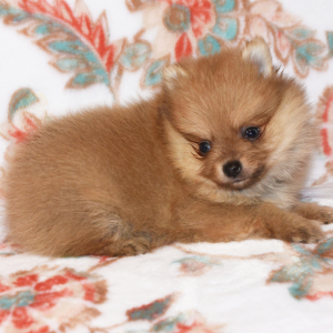 Pomeranian Puppy Crissy