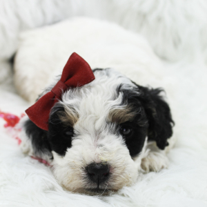 Bernedoodle Puppy Bailey