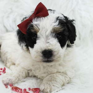 Bernedoodle Puppy Bailey