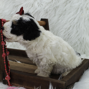 Bernedoodle Puppy Bailey