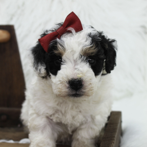 Bernedoodle Puppy Bailey
