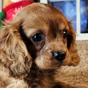 Cavalier King Charles Spaniel Puppy Diego