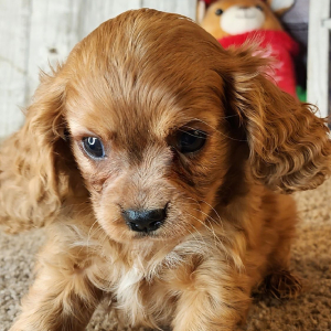 Cavalier King Charles Spaniel Puppy Diego
