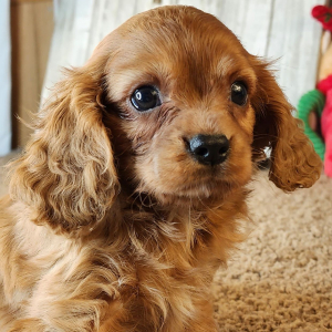 Cavalier King Charles Spaniel Puppy Diego