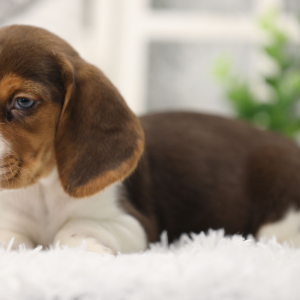 Beagle Puppy Jaxx