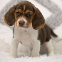 Beagle Puppy Jaxx
