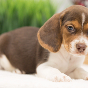 Beagle Puppy Jaxx