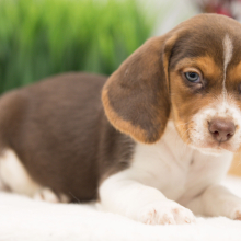 Beagle Puppy Jaxx