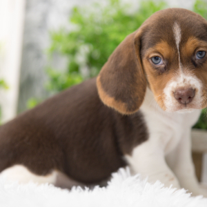 Beagle Puppy Jaxx