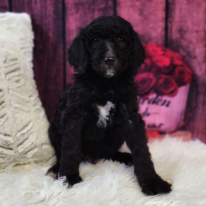 Poodle Puppy Simon
