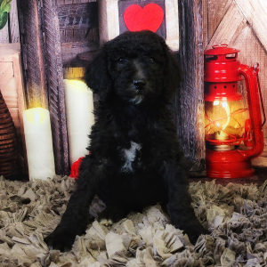 Poodle Puppy Simon