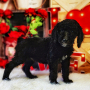Poodle Puppy Simon