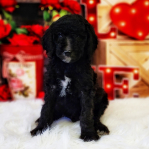 Poodle Puppy Simon